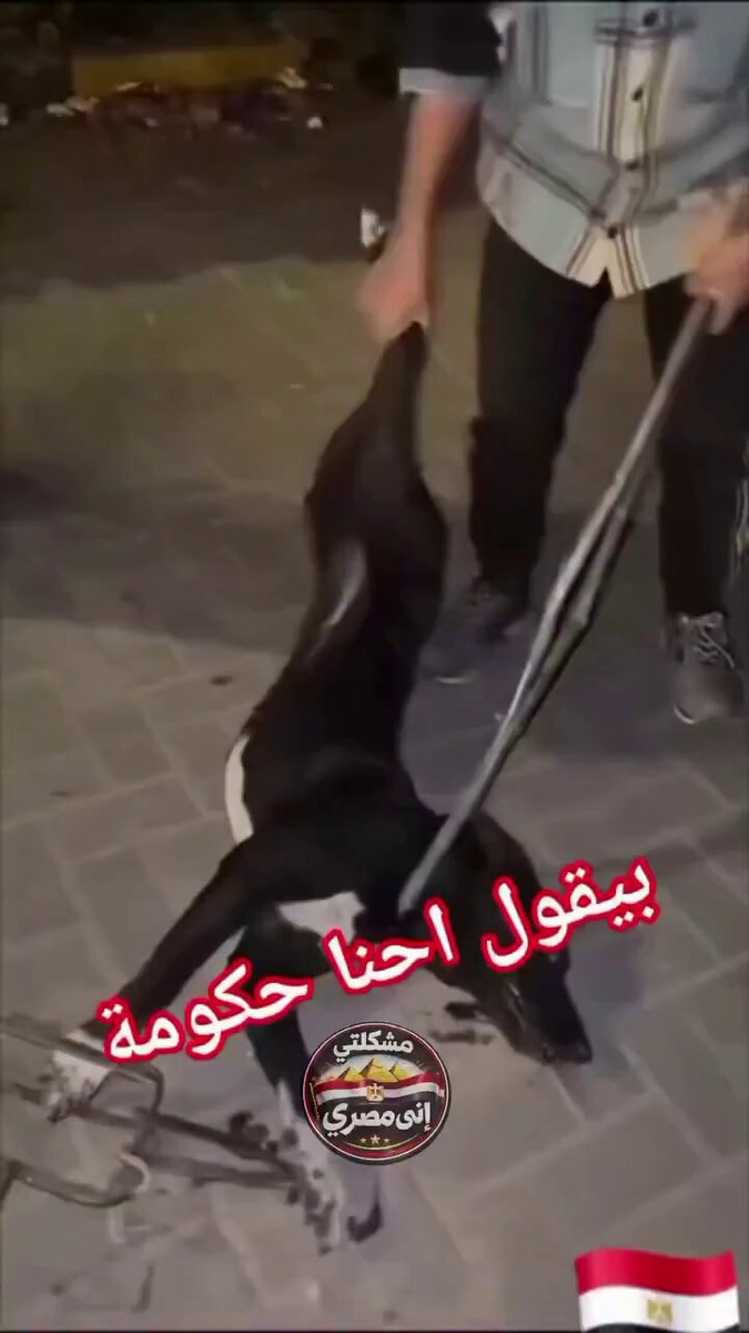 ظاهرة صيد الكلاب في #مصر وبيع لحومها