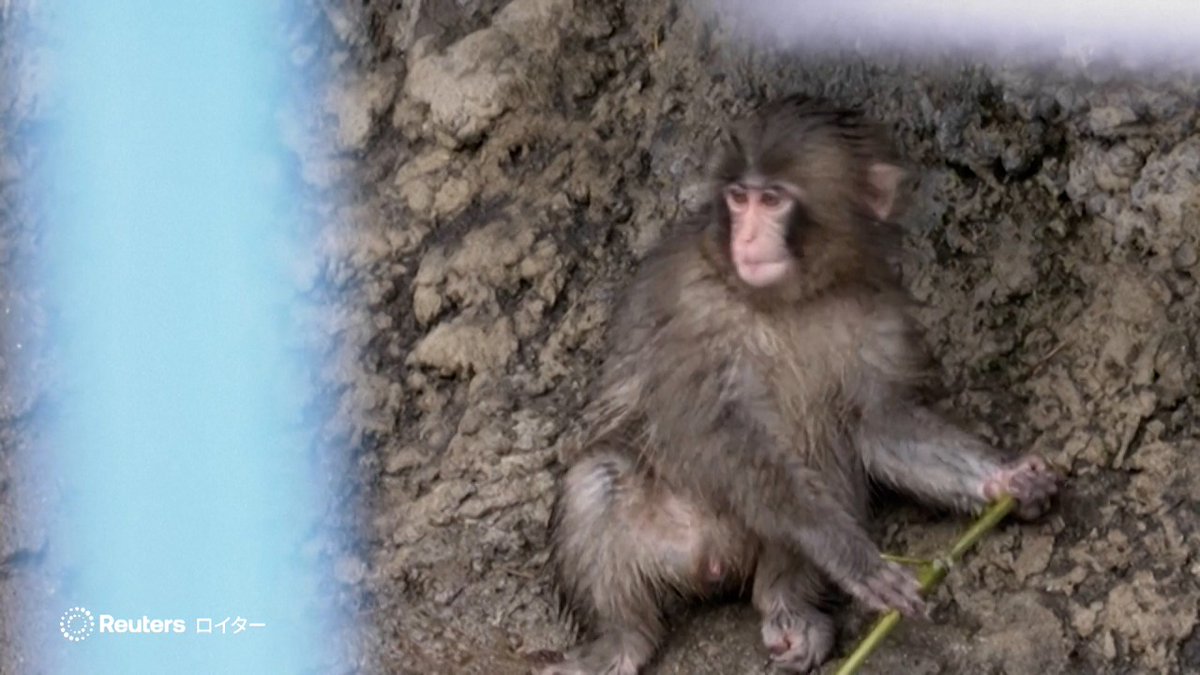 千葉県の市川市動植物園で、ニホンザルの赤ちゃん「パンチ」が、トレードマークだったオランウータンのぬいぐるみから卒業し、徐々に仲間の群れに馴染み始めている。
