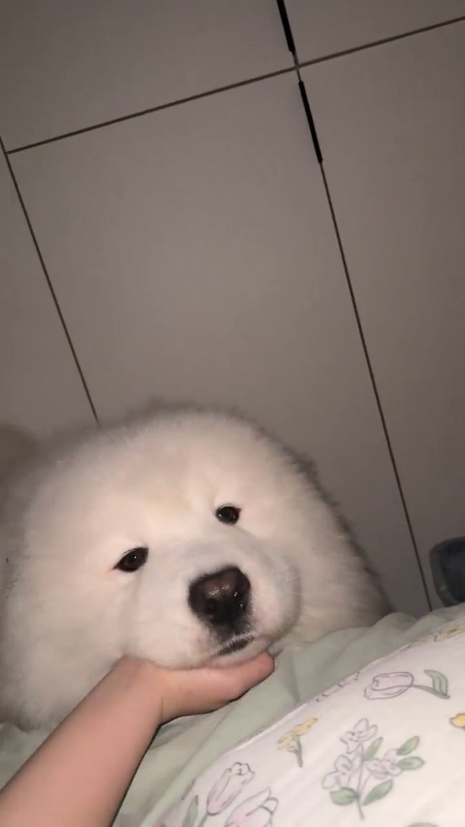 Adorable little dog 🐶❤️