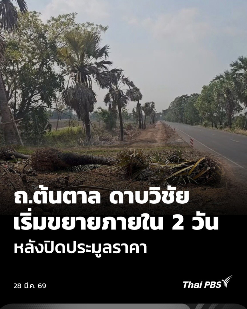 ทีมข่าวไทยพีบีเอส พบพิรุธการจัดซื้อจัดจ้าง ปรับปรุงถนนต้นตาล ที่ "ดาบวิชัย" หรือ ร้อยตำรวจตรี วิชัย สุริยุทธ ริเริ่มปลูก ใน อ.ปรางค์กู่ จ.ศรีสะเกษ เพิ่งเปิดประมูลแบบ e-Bidding เมื่อกลางเดือนมีนาคม และเริ่มโครงการทันที หลังปิดรับซองเพียงไม่กี่วัน . #ThaiPBS #ข่าวค่ำ #ถนนต้นตาล