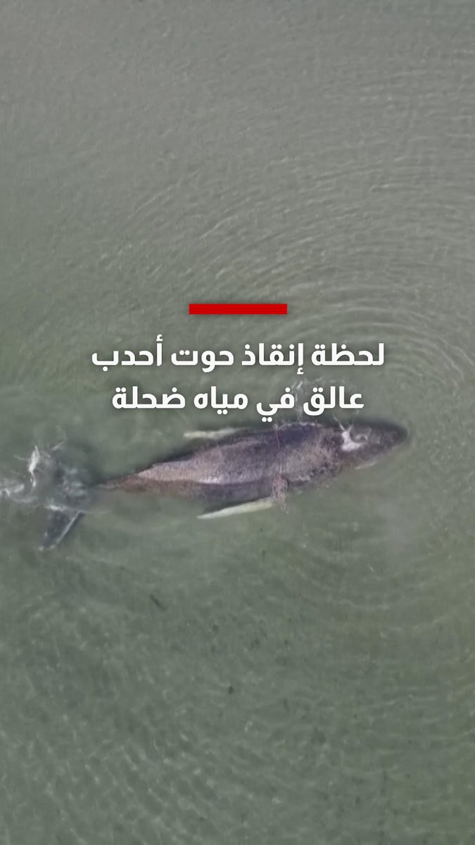 بعد أيام من تعلقه في مياه ضحلة.. شاهد لحظة إنقاذ حوت أحدب قبالة الساحل الألماني