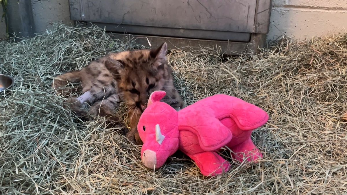 Clover vs. “Piggy”…..who won? This intrepid orphaned puma continues to improve, and is starting to build more muscle. Enrichment like this pink piggy help give Clover a sense of companionship, which improves her wellbeing immensely. 📸: Hospital Keeper Amber