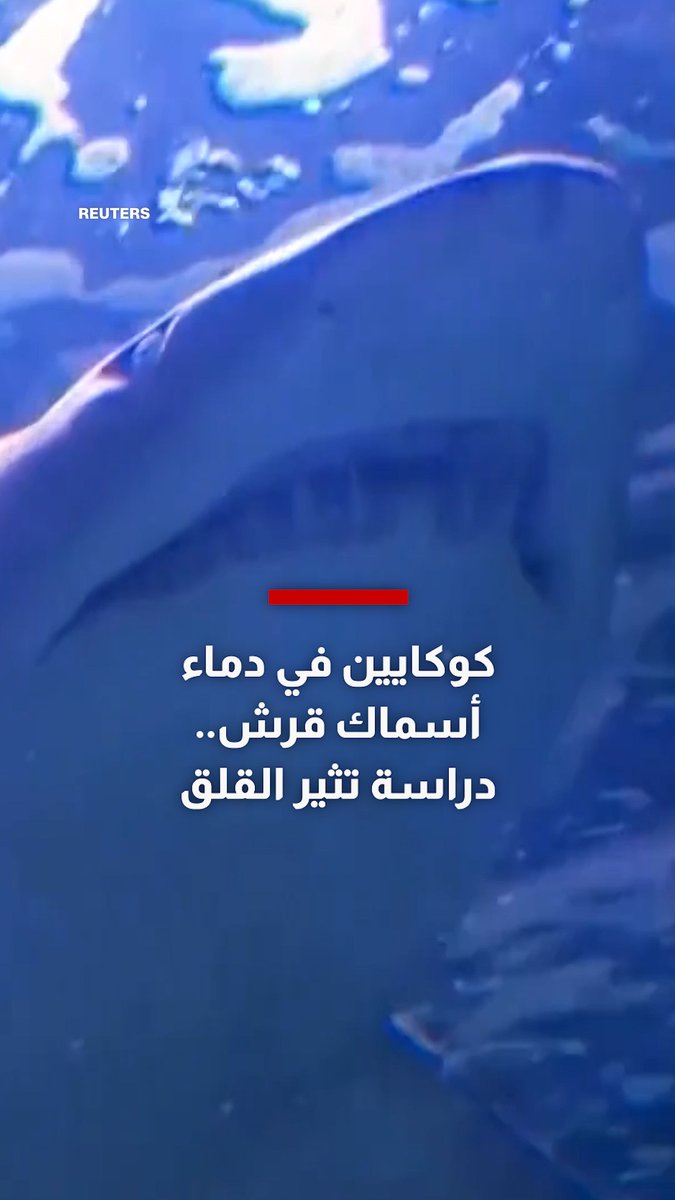 كوكايين في دماء أسماك قرش بجزر البهاما.. دراسة ترصد نتائج صادمة وتثير الدهشة والقلق