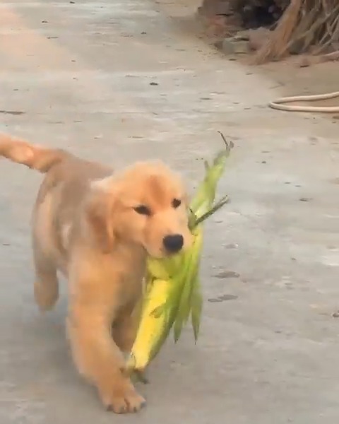 the cutest farmer in the world