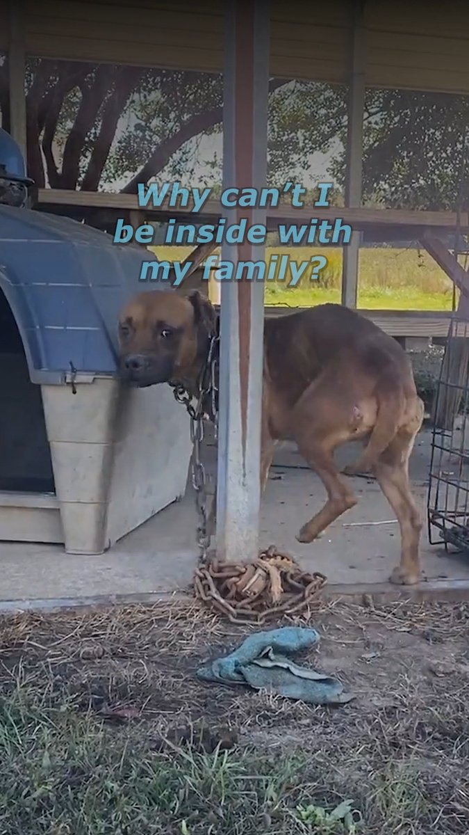 Dogs don’t understand why they’re neglected, but they feel it, every single day 💔