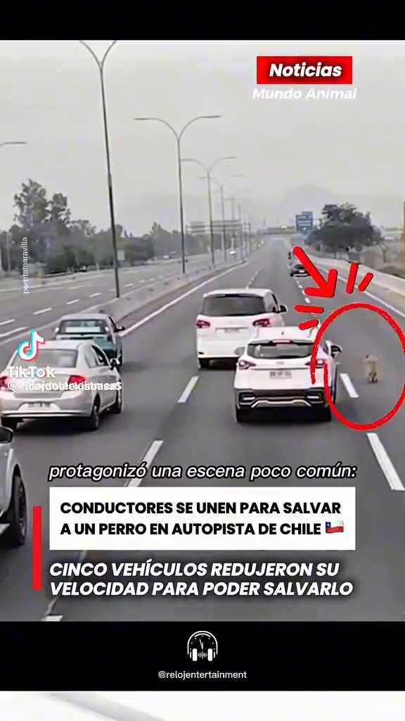 Noticia de Chile en el extranjero esto fue lo único bueno 🤔☺️🐶