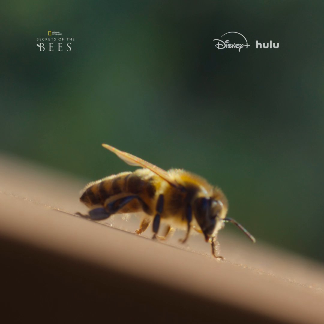 As spring rolls around, new bees get ready to emerge from their hives for the first time 🐝 Don't miss the premiere of #SecretsOfTheBees, March 31 on National Geographic. Stream on Disney+ and Hulu.