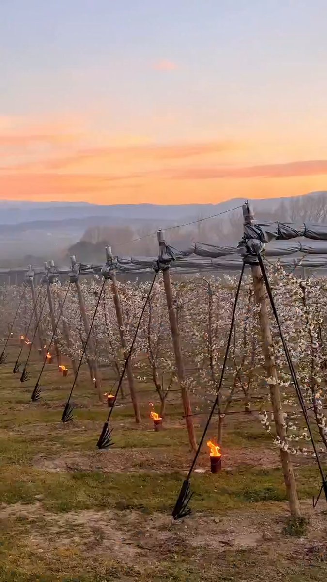 In the south of France, cherry farmers light fires beneath the trees to keep the frost away. A fragile season protected by flame and a beautiful sight to see.
