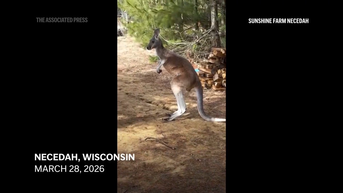 Chesney the kangaroo jumped an eight-foot fence to escape his petting zoo in Wisconsin, spending three days on the lam. The young marsupial was spooked by stray dogs and went on the run last week.