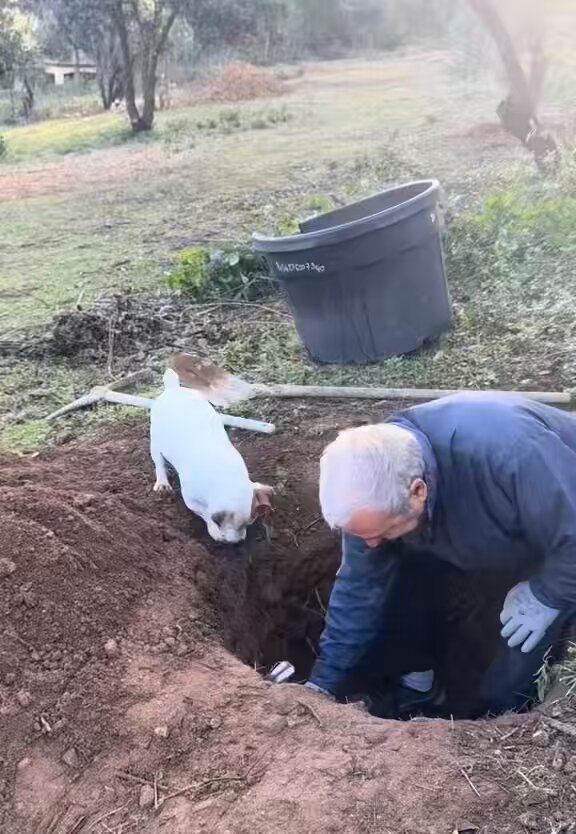 This is Bride. Papa’s 13-year-old Jack Russell terrier and his ride-or-die digging partner for 13 straight years. Those little paws going full speed in her mind she dug the entire hole all by herself, thank you very much. Best little weekend helper ever!