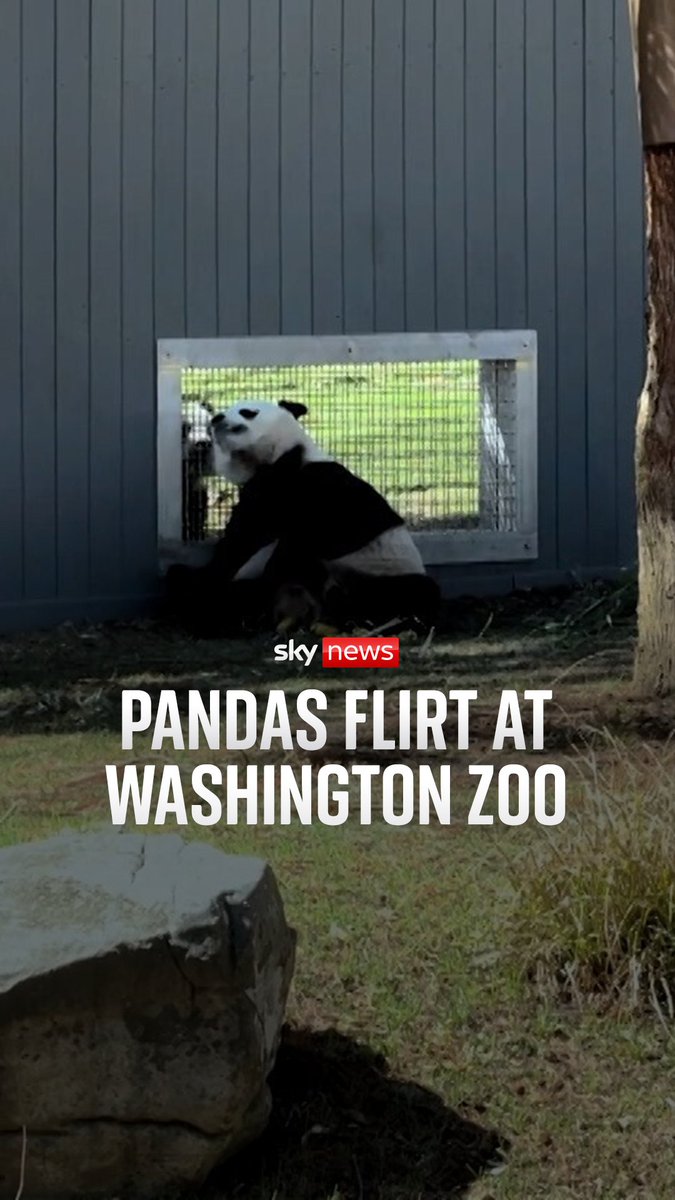 Giant pandas Bao Li and Qing Bao were seen flirting in their enclosures at the Smithsonian’s National Zoo and Conservation Biology Institute. The zoo says the pair are a few years away from breeding, but that the mutual interest is an important first step. 🔗