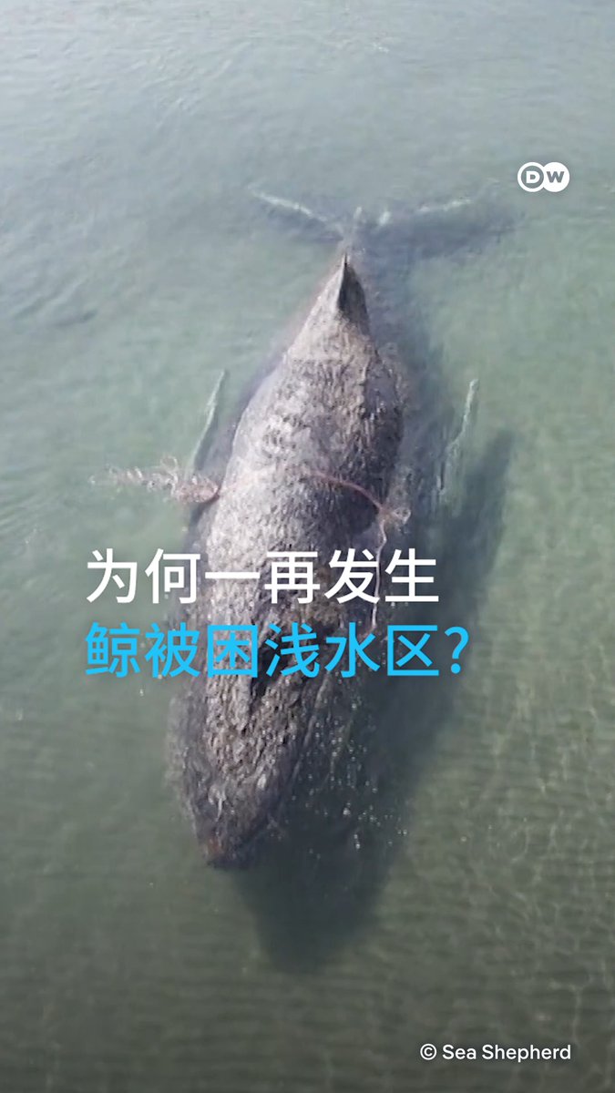 【为何一再发生鲸被困浅水区?】 一头座头鲸上周一搁浅在德国波罗的海浅水区。经过救援人员数天营救短暂脱困后,这头鲸如今又困在约两米的浅水中。不幸的是,鲸被困浅水区的情况如今已屡见不鲜。DW Global Ideas & Environment
