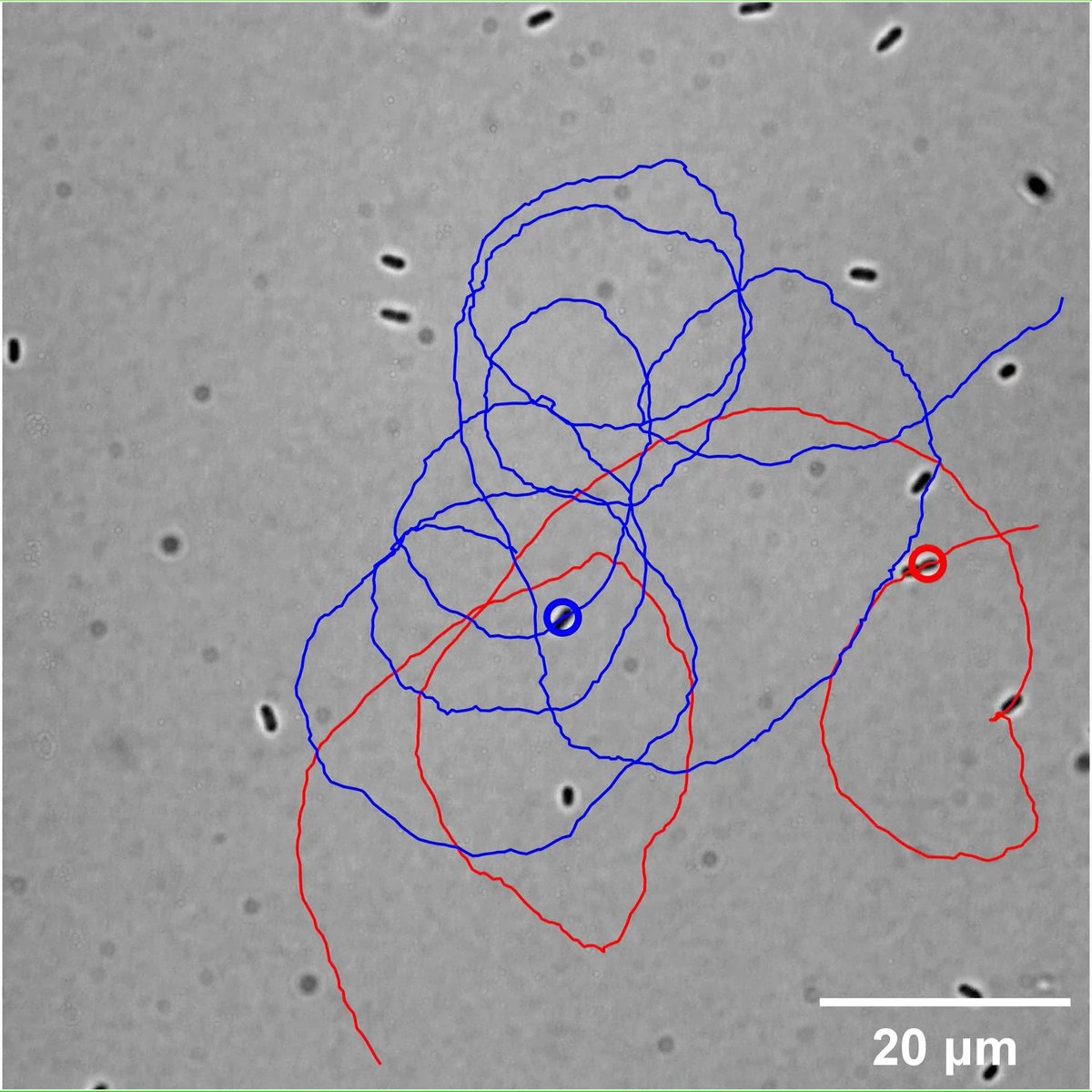 The study of Serratia marcescens at the air-water interface reveals interfacial bacterial turbulence as a distinct class of active turbulence in which the size of the vortices produced scales with the length of the bacteria indicating a microscopic origin