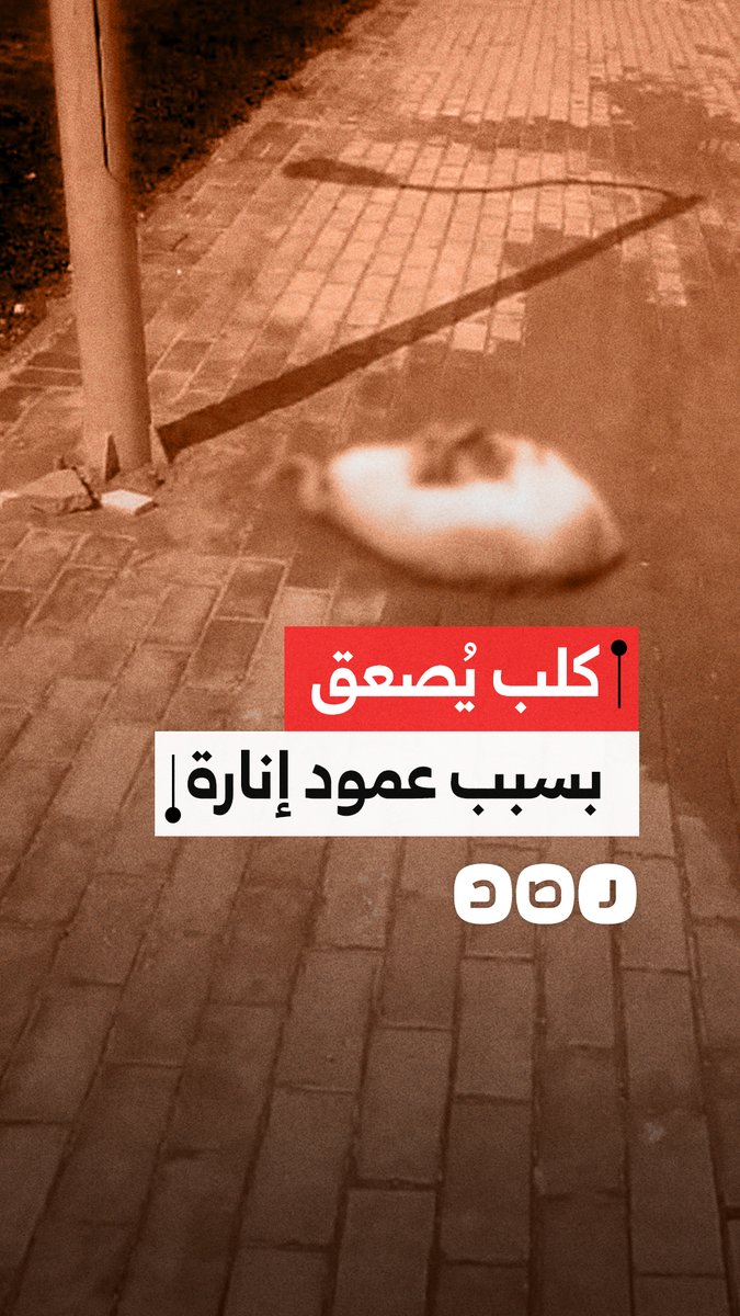 كلب يُصعق بالكهرباء في القاهرة بسبب عمود إنارة غير معزول أثناء هطول الأمطار