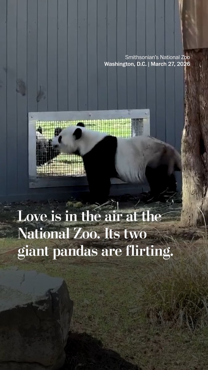 It’s getting hotter outside, and also at the Smithsonian’s National Zoo. The two giant pandas — Bao Li and Qing Bao — at D.C.’s zoo are flirting, a sign that means the two bears could successfully mate in the coming years, zookeepers said.