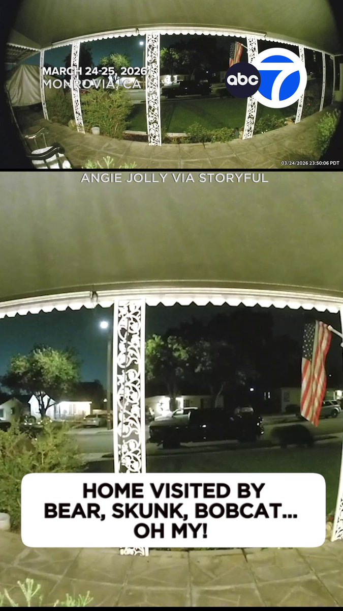 A homeowner living in Monrovia is no stranger to wildlife, but she was recently visited by an unprecedented number of animals in one night. Angie Jolly checked her Ring camera one morning and discovered her home had been visited by a bear, followed by a skunk and then a bobcat. “We love admiring our beautiful wildlife here in the foothills,” Jolly said. “It’s important for people to be aware of the variety that is up here.”