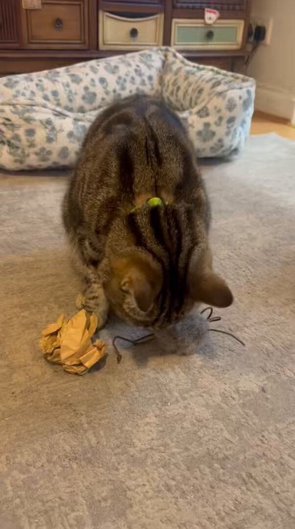 Friends! Remember I talked in my Blog about saving money by giving us makeshift toys instead of buying them? Mum put it to the test with Percy and Cleo: Mr Spider or Scrunched-Up Paper Bag? Guess what was more popular? Meanwhile, Baby Dog doesn’t need a toy either… not when there’s a Shoe around! Silly Sausage!