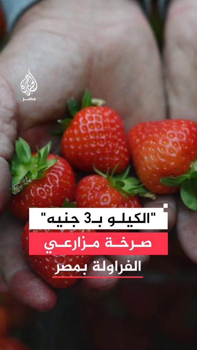 خسائر متزايدة يتكبدها مزارعو الفراولة بعد تراجع أسعار المحصول بشكل حاد.. بعضهم اضطر إلى التخلص من كميات من الإنتاج لعدم جدوى بيعها.. ما القصة؟