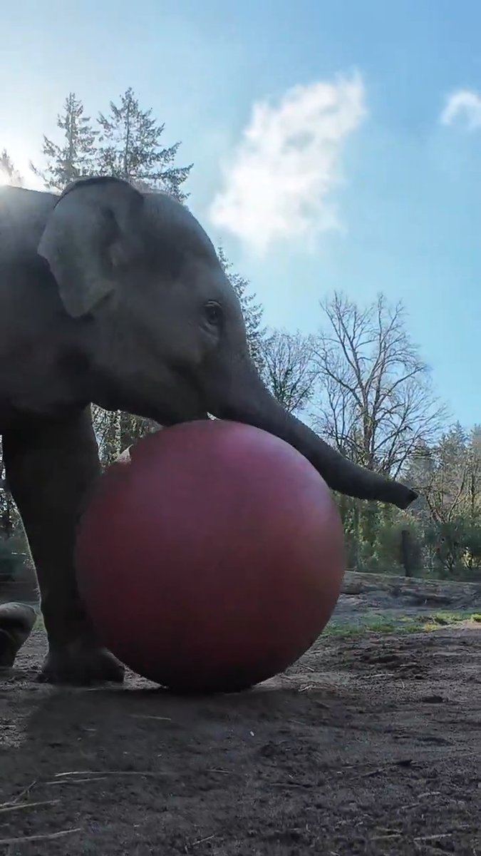 tiny trunk tuesday toy time