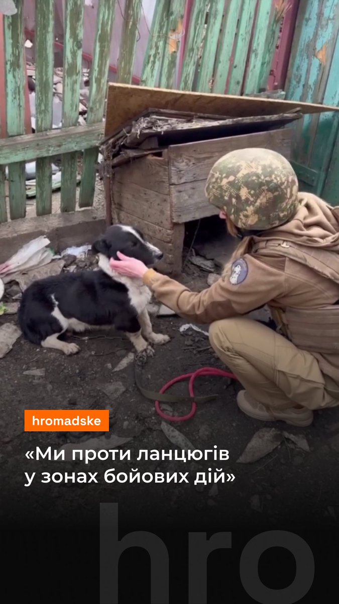 Волонтери врятували песика, який сидів на ланцюгу поруч із покинутим будинком у зоні бойових дій. Його підгодовували люди, які мешкали за декілька хат від нього. «Коли летять КАБи, «шахеди» та арта — людям не до собак, яких треба зняти з ланцюгів. Вони просто намагаються заховатися або втекти. А собака залишається прив’язаною, в ледь живій будці, вона нікуди не сховається та не втече», — кажуть у БО БФ «12 Вартових». Волонтери додають, що вони «проти ланцюгів в зонах бойових дій» Джерело: 12_guards / Instagram