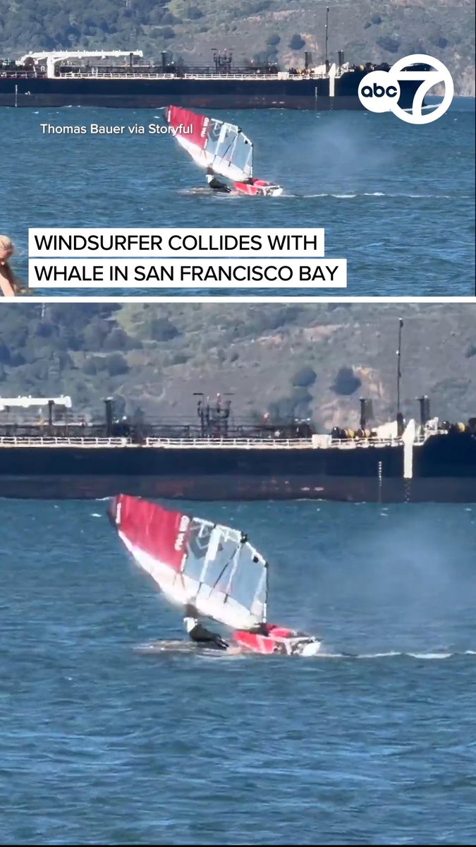 Whale... that was unexpected 🐳 A windsurfer and a whale collided at Crissy Field Beach on Tuesday, March 24. The man who caught this incident on camera was filming all of the whales that had been spotted in the San Francisco Bay for about a week. Neither the whale or surfer was injured.