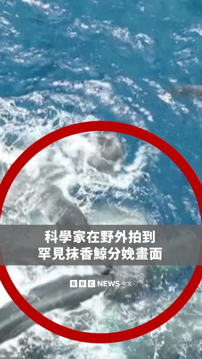 科学家近日发表了于2023年7月拍摄到的罕见画面，一只母鲸分娩后，其他雌鲸在旁协助托扶，新生幼鲸也被围绕照顾，避免下沉溺水。 在93种鲸豚类物种之中，只有9种曾在野外被拍到牠们分娩的画面。