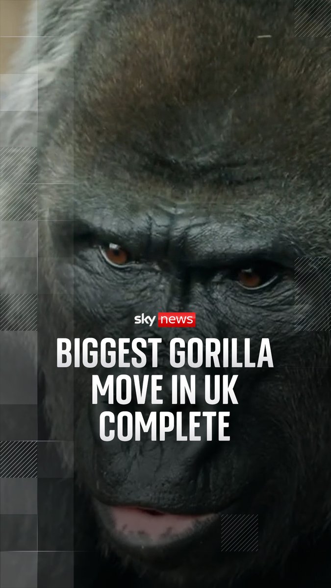 Eight gorillas have moved to a new habitat at Bristol Zoo. The relocation involved months of planning and training, with police helping escort the animals to their new home