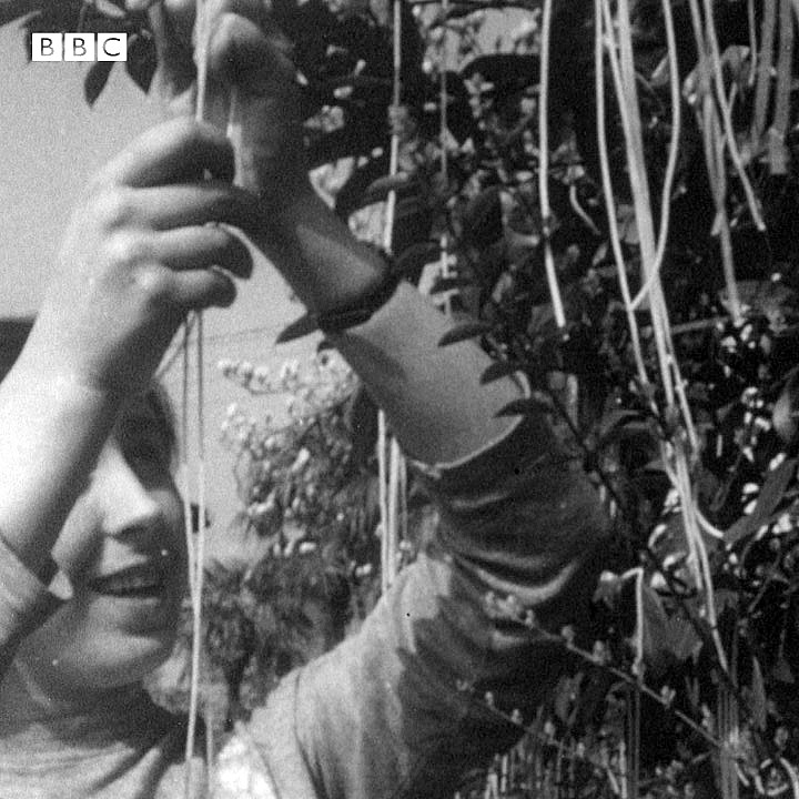 The BBC “spaghetti tree” hoax is one of the most famous April Fools’ pranks, broadcast on 1 April 1957 on Panorama, narrated by Richard Dimbleby