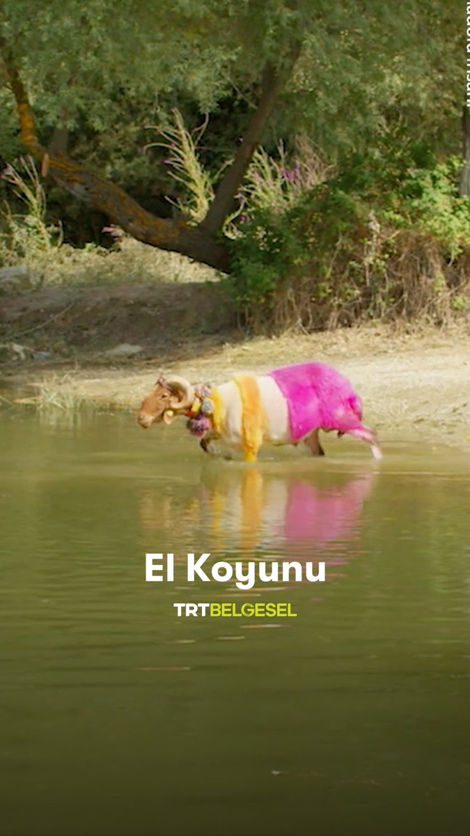 850 yıllık kadim bir gelenek olan sudan koyun atlatma geleneğine ve çoban ile “el koyunu” arasındaki paha biçilmez bağa tanık oluyoruz. 🐑 “Anadolu İnsanı“, 21.55’te TRT Belgesel’de.