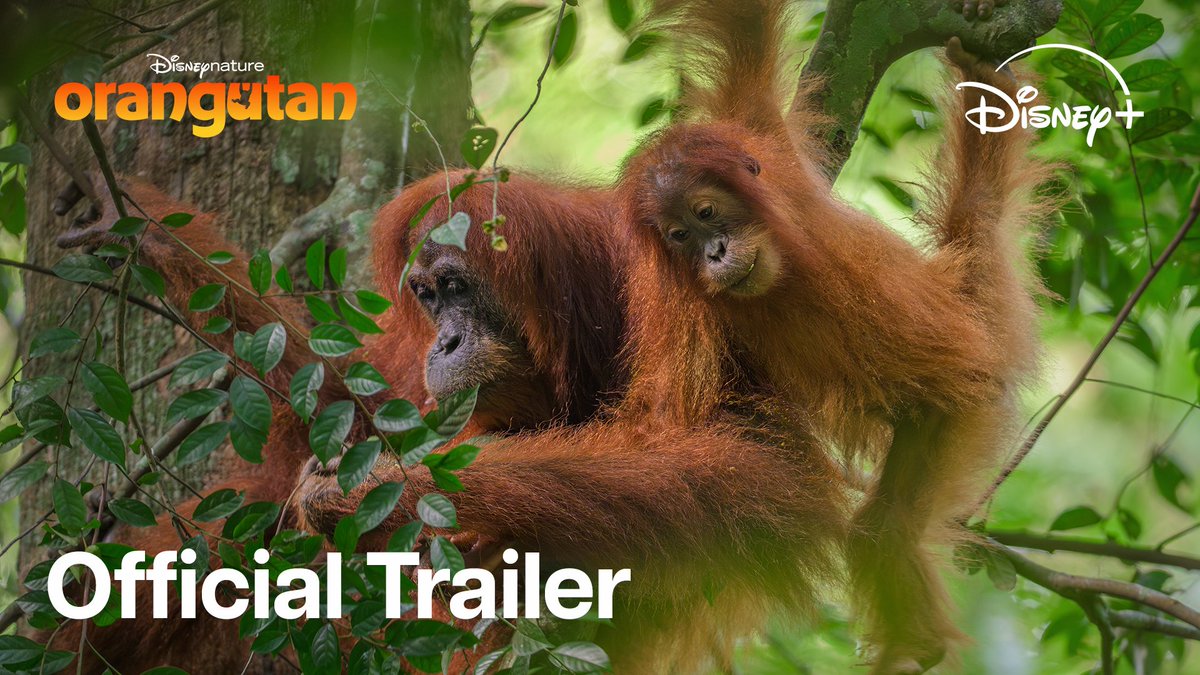 You had us at “narrated by Josh Gad.” Stream Disneynature’s Orangutan this Earth Day, only on Disney+.
