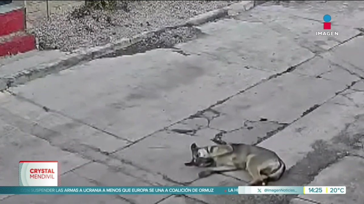 #Edomex | Un automovilista en el municipio de Chapultepec atropelló a un perrito, pese a que pudo esquivarlo, se ve cómo gira el volante hacia el animalito.