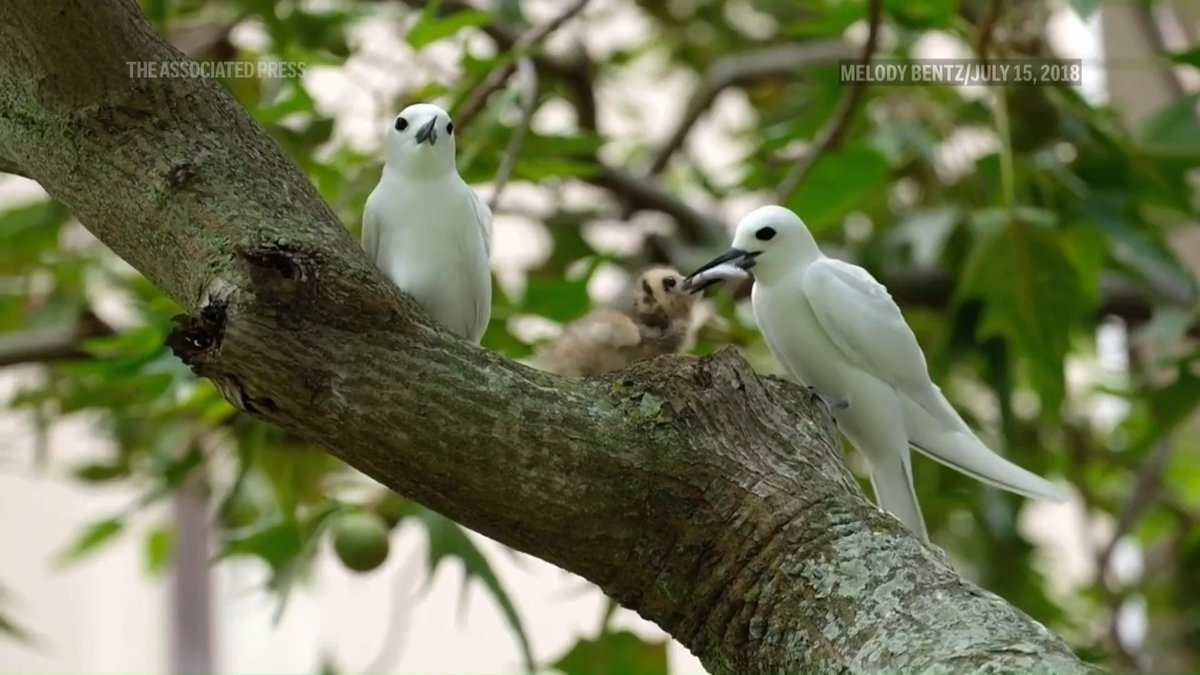Manu-o-Kū, a seabird native to Hawaii, is flourishing in the middle of Honolulu’s concrete towers, traffic-clogged roads and Waikiki hotels, defying the fate of many other native birds in Hawaii.