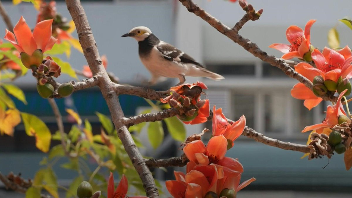 🍂 Hong Kong's 'hero trees' lose their glory as climate warms The bright red flowers of Hong Kong's kapok trees should have been shed during winter but now persist into spring -- a sign, conservationists say, that nature is falling out of sync as the climate warms.