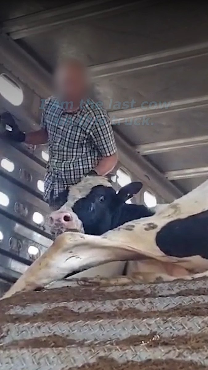 He’s trapped, terrified, and facing death, all for a burger 💔 It’s the end, and he feels it.