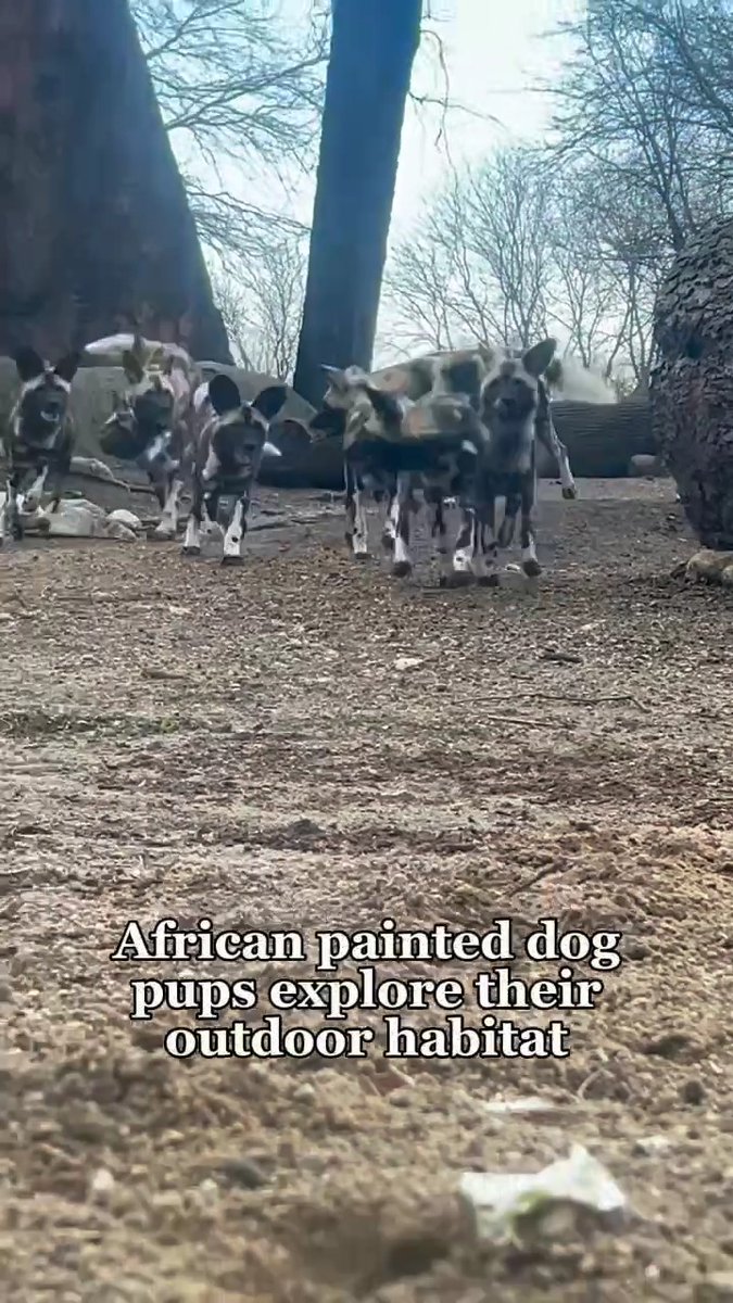 The pups are on the move! The African painted dog pups have officially begun exploring the outdoors! Earlier this week, the ten pups born to first-time mom Roanne and dad Kellan, were spotted running, vocalizing, and exploring their surroundings.