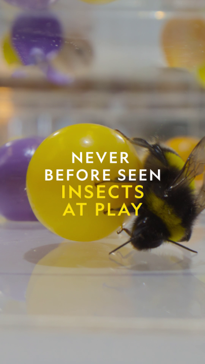 Turns out that bees don't just work hard, they play hard too! An extraordinary study reveals to drsammytweets and Dr. Alice Bridges just how intelligent bumblebees are. 🐝 #SecretsOfTheBees is now streaming on Disney+ and Hulu