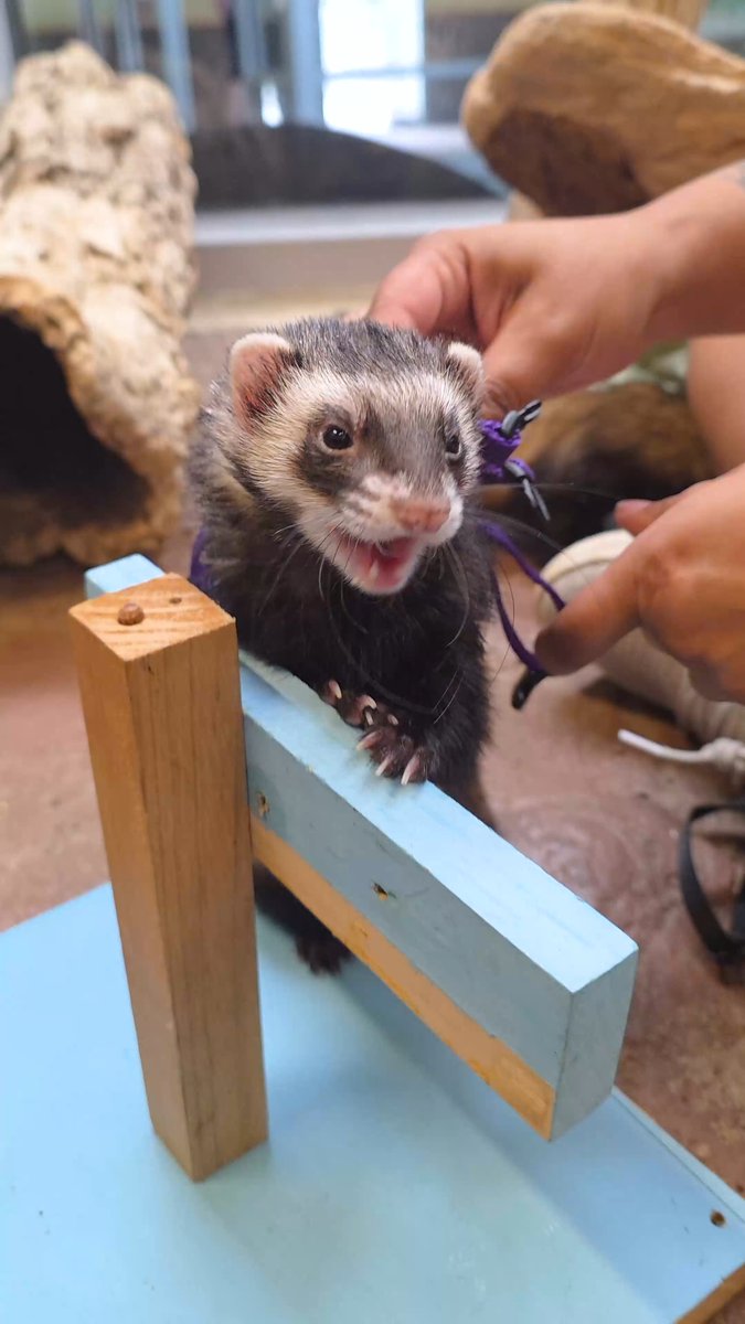 Happy National Ferret Day from Clementine &amp; Nico! 🤗 As ambassador animals, they help teach guests about ferrets and inspire action to protect their wild cousins—the black-footed ferret. Once nearly extinct, they’re now slowly making a comeback thanks to conservation efforts!