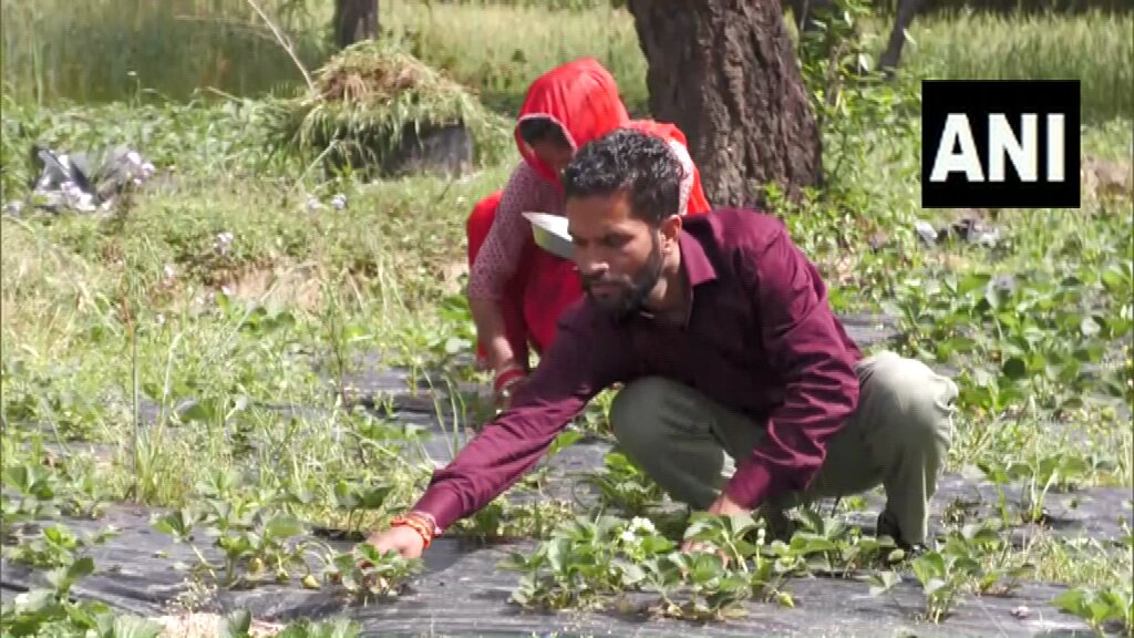 #WATCH | Udhampur, Jammu &amp; Kashmir: Rampal Sharma, a resident of Panchayat Kambal Danga, successfully converted his land into a thriving organic farm, cultivating high-value fruits like strawberries and various vegetables without chemical fertilisers. (02.04)