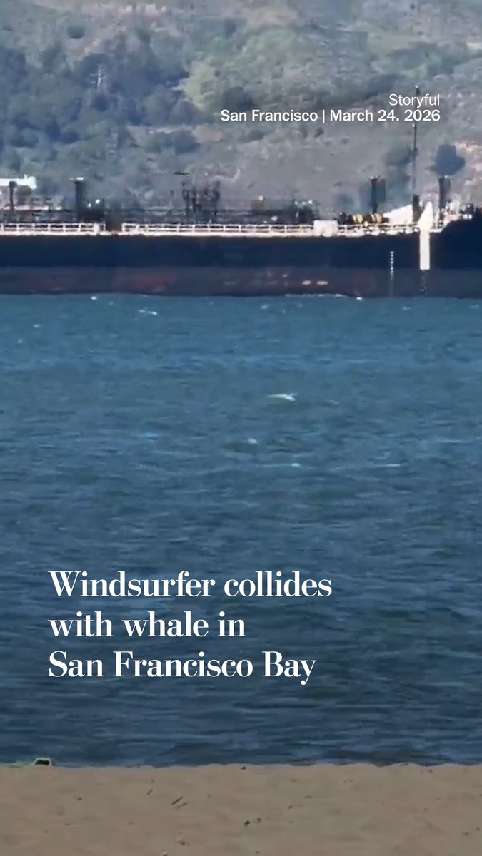 A windsurfer in the San Francisco Bay crashed into a whale on March 24. Both swam away uninjured, according to an onlooker who witnessed the collision.
