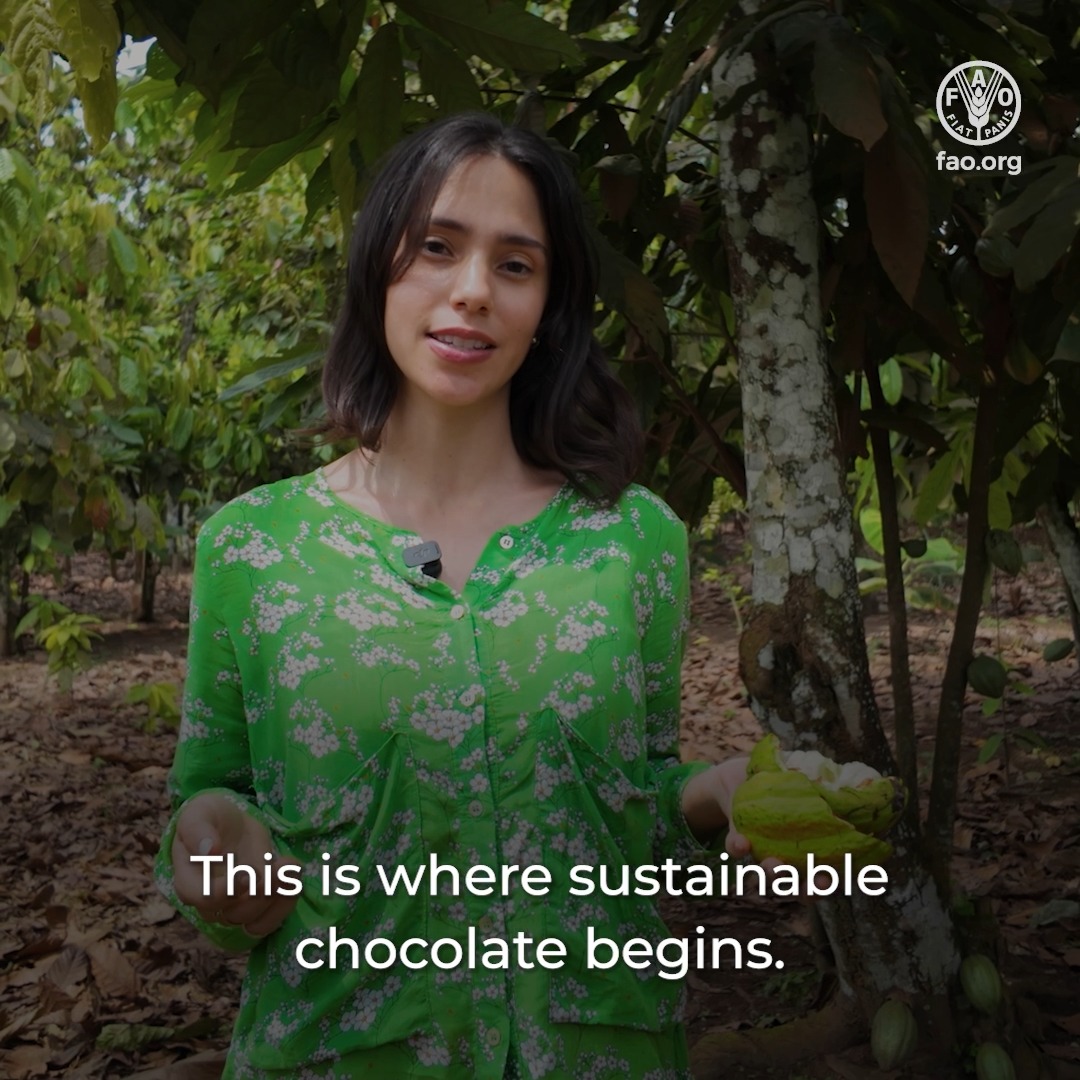 In Côte d’Ivoire, cocoa farmers are adopting full-shade agroforestry to protect forests &amp; soil health. With support from @fao, Green Climate Fund &amp; Global Environment Facility (GEF), these practices are helping build a resilient future for cocoa producers— &amp; for chocolate. 🍫 This is #ClimateAction you can taste.