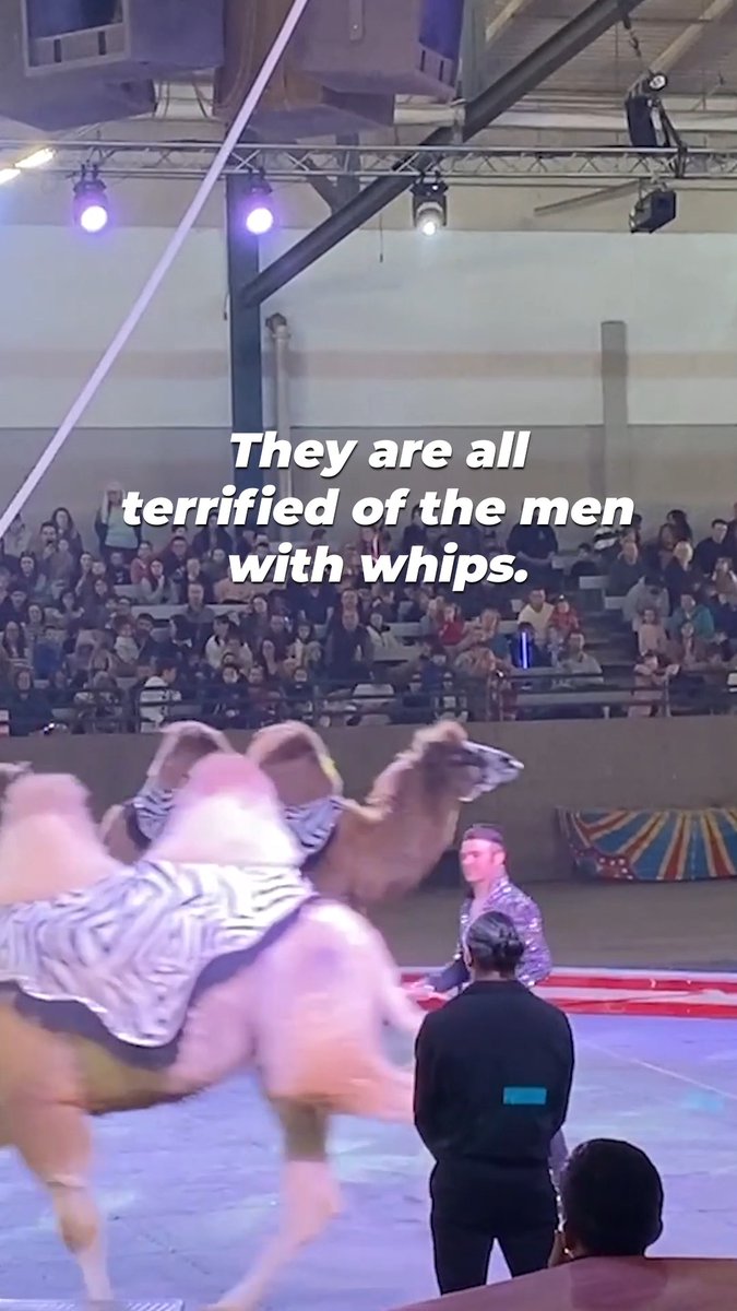 Animals used in the circus are prisoners in the ring, forced to perform under threat of whips and punishment 💔 #AmericanCircusDay