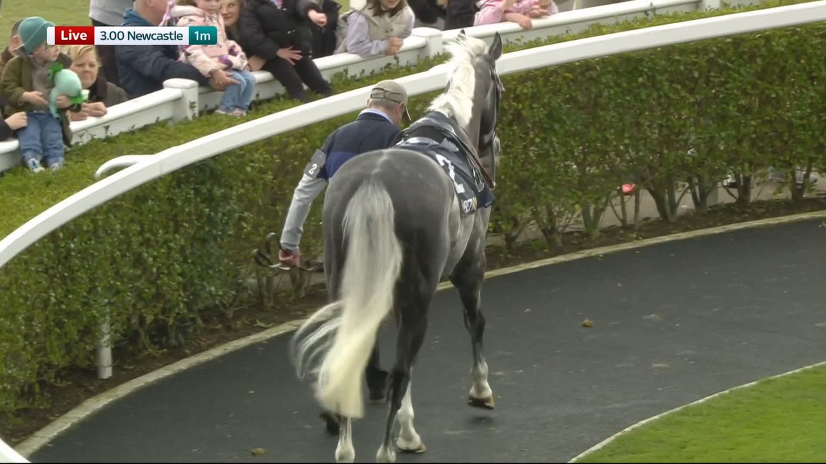 He really is something special! 😍 Tyrrhenian Sea parades before the All-Weather Championships Mile at Newcastle Racecourse...