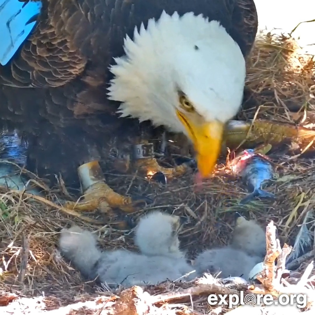 All eaglets have arrived on the Fraser Point nest where the parents are dutifully keeping three hungry mouths fed.