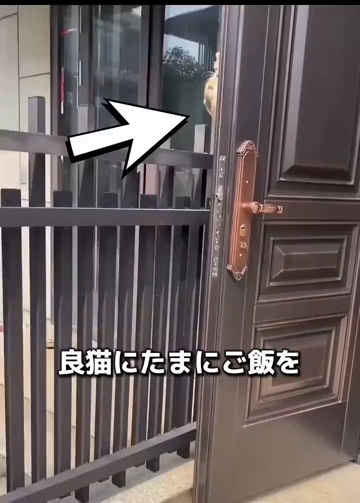 野良猫に餌をやってたら飼い主として認定された件について😼😼😼