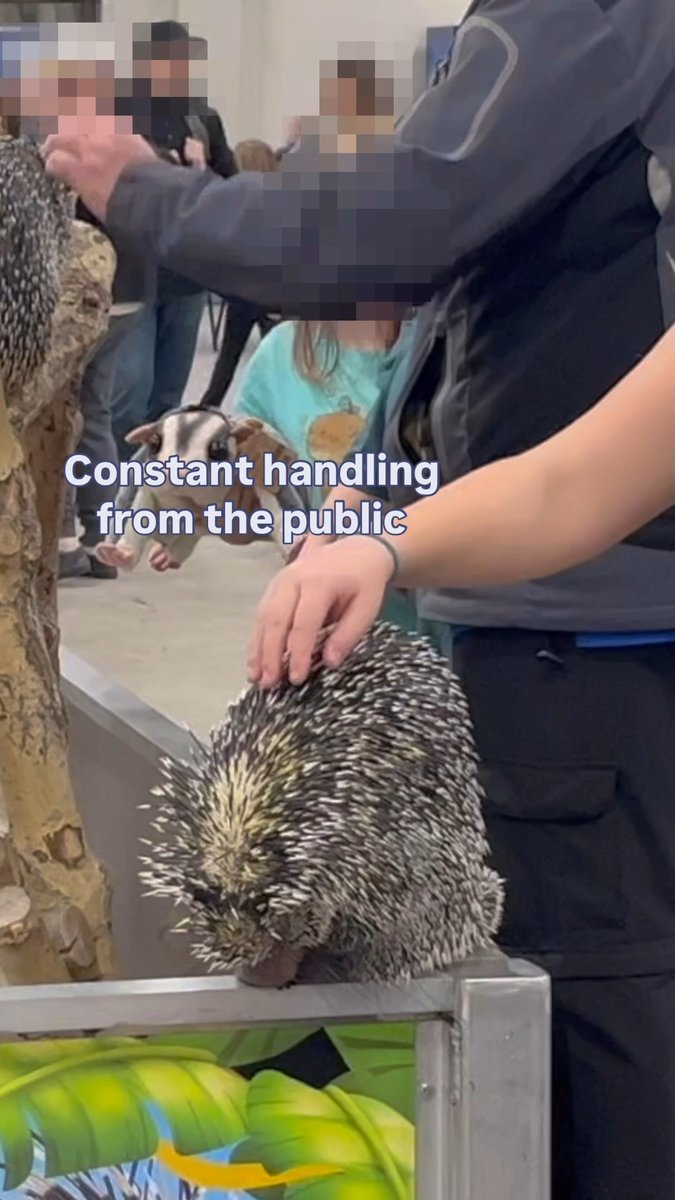 Shocking footage shows wild animals being displayed in poor conditions at the Wildlife Festival in Red Deer, Alberta. The Festival allows public handling, putting both animals & people at risk. Animal Justice has submitted a legal complaint to the Alberta SPCA, urging them to investigate & protect these animals.