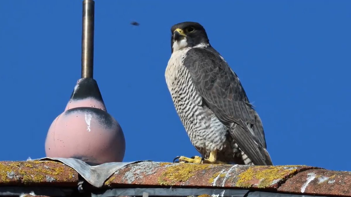 Local Peregrine Falcon hunts a.......... FLY!🤣🤣