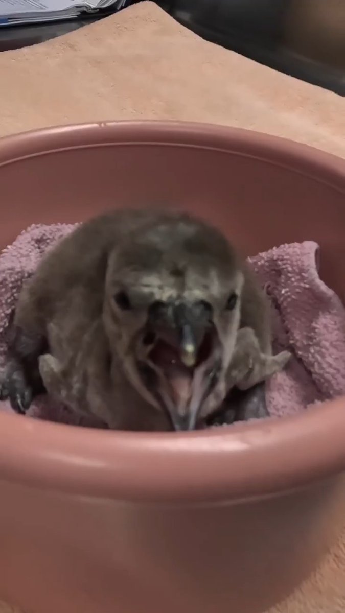 Pip pip! Two fuzzy chicks just came out of their shells to join the Humboldt penguin colony 💕