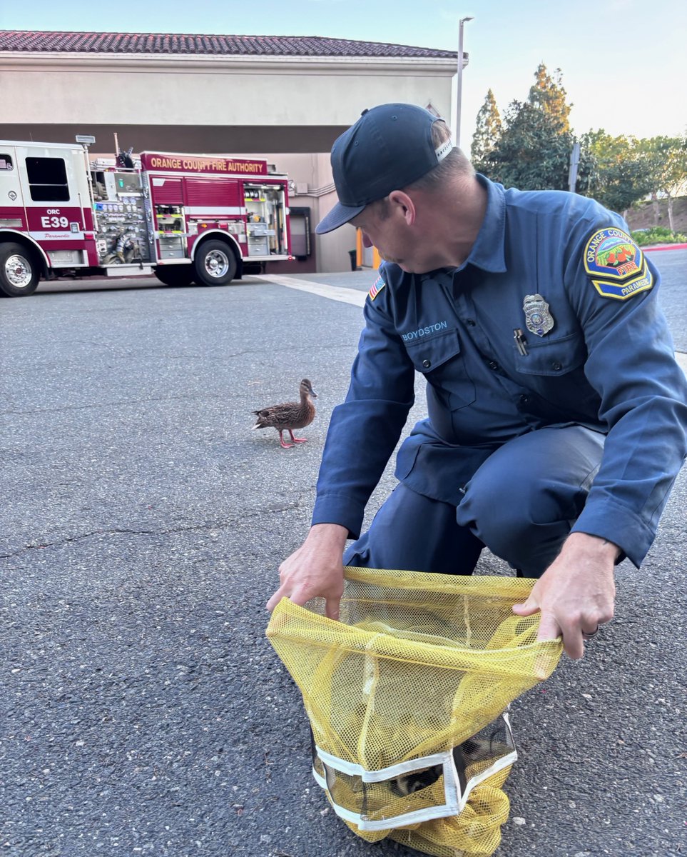 Mama Duck’s ducklings needed help. A City of Laguna Niguel duck stood on a wall yesterday, quacking at someone in a car until they got out, saw her stuck ducklings, and reached out to animal services. Firefighters assisted with some ingenuity and “duck tape” to bring them to safety.