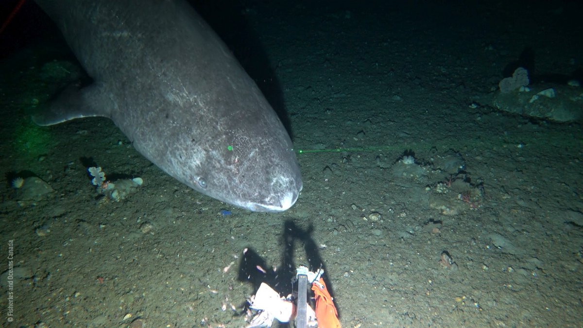 WATCH: A Greenland shark, the world’s longest-lived vertebrate, caught on camera. Despite their large size and long lifespan, Greenland sharks are still poorly understood. There is a lot for us to learn about this species and how they’re impacted by threats like climate change.