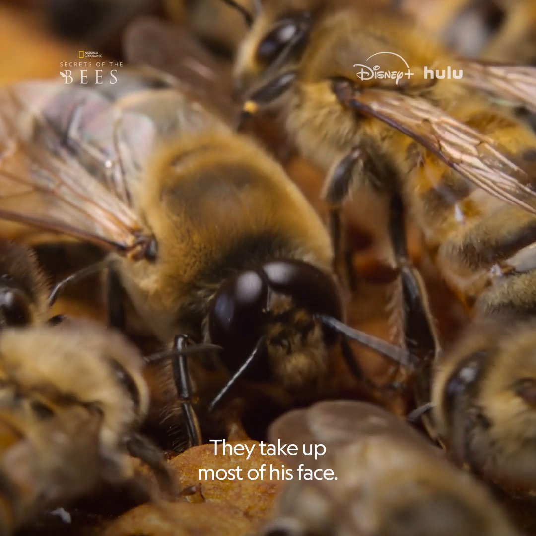While worker bees are busy gathering pollen and queens are laying eggs, drone bees have one very specific goal in mind—and they don't have long to do it. Narrated by Bertie Gregory, #SecretsOfTheBees is now streaming on Disney+ and Hulu
